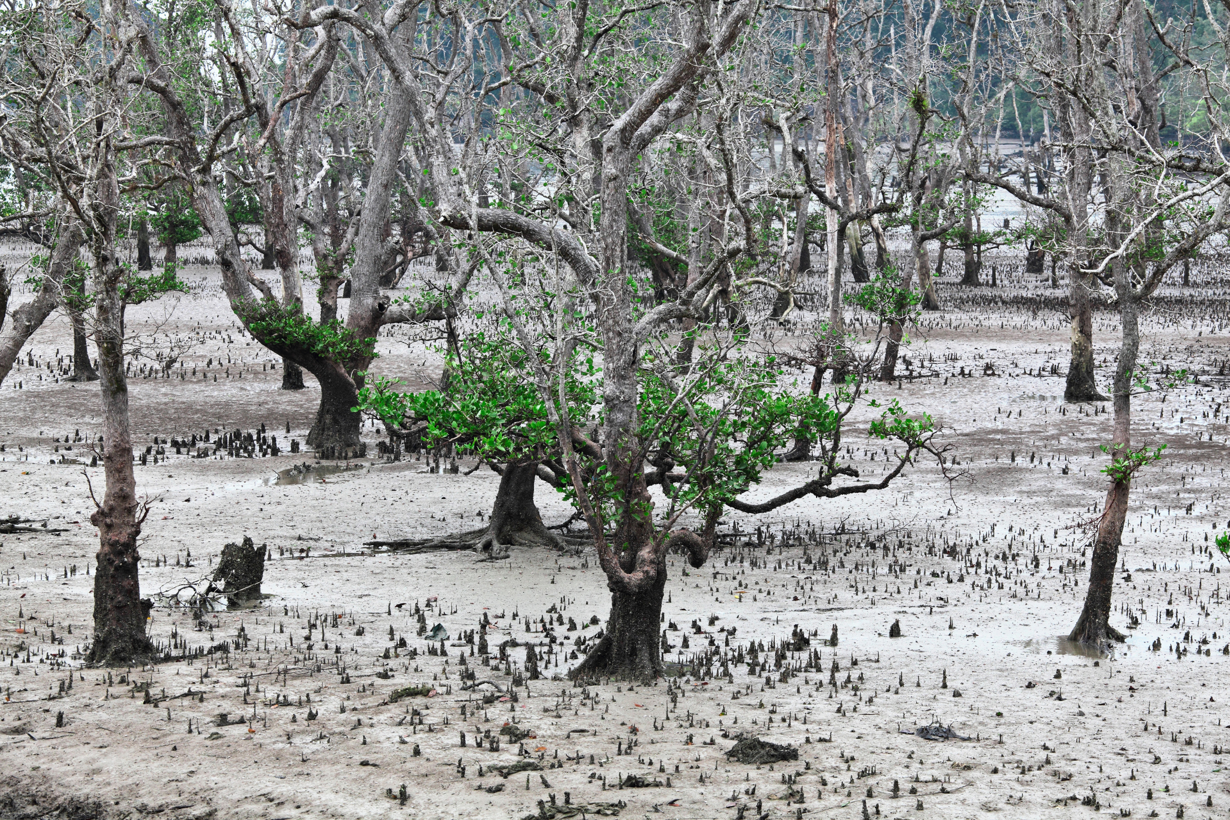 bako national park.webp